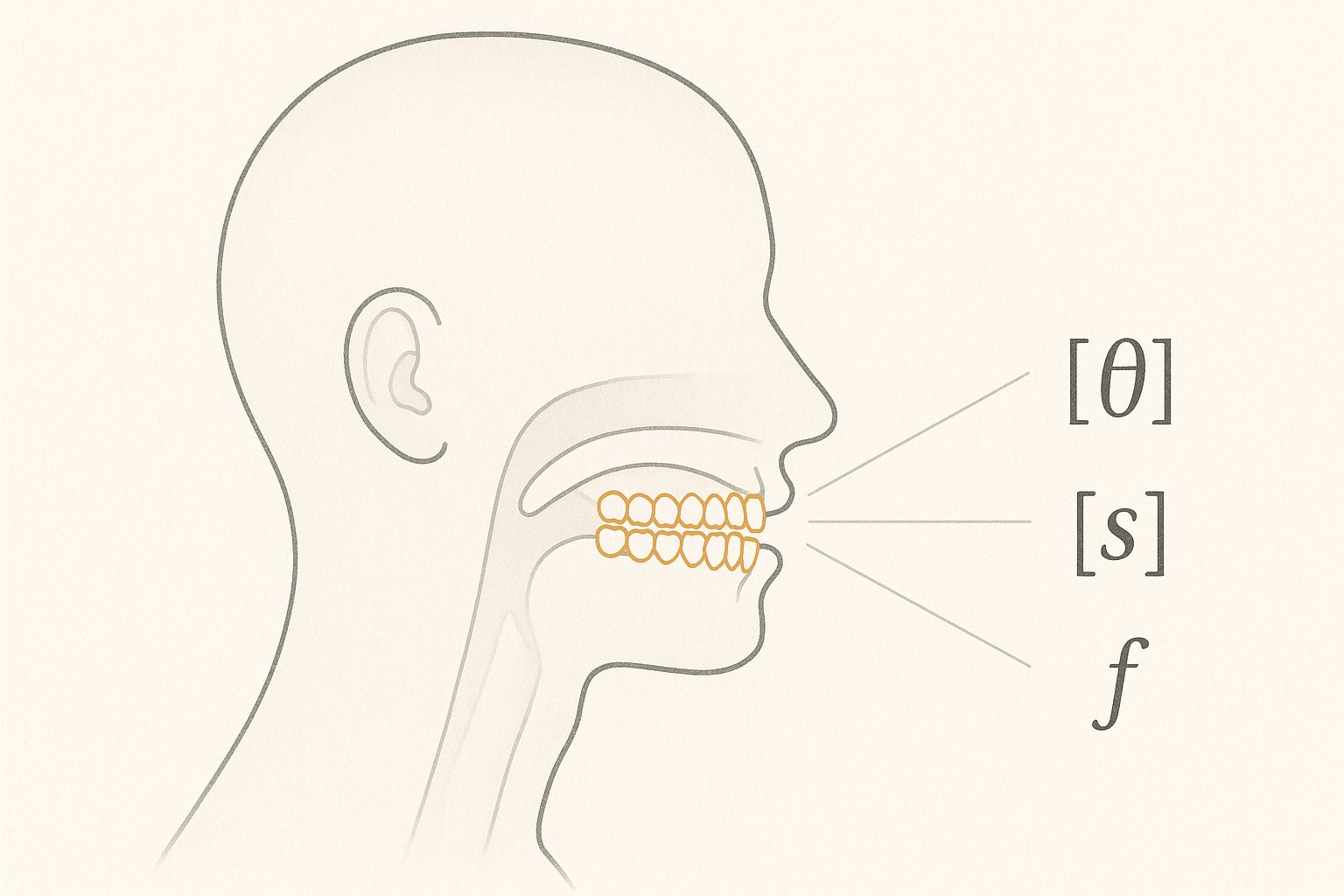 The Dental Print: How Teeth Shape Speech